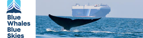 Blue Whale